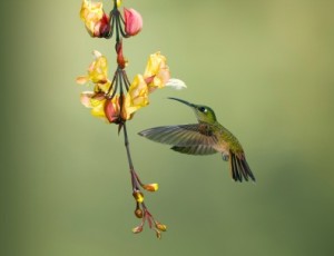 Kolibri Ecuador